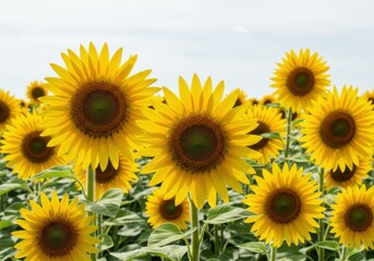 Fototapeta premium Sunflower field yellow flower blossom