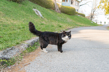 A cat, with white, black, and grey fur, is walking along a paved path in a tranquil outdoor setting...