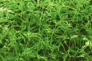 Young dill microgreen sprouts. Microgreens vegan and healthy eating. Close up.