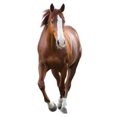 Obraz premium A stunning brown horse galloping towards the viewer