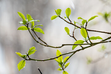 Image showcases a close-up view of a twig with fresh green leaves, symbolizing new growth and renewal The soft focus highlights the branch and its buds in natures cycle of life