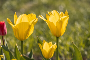Fototapeta premium Close-up of three tulips in bloom against a blurred background, varying colors deep red, yellow, soft shadows, natural lighting Taken from slightly elevated perspective