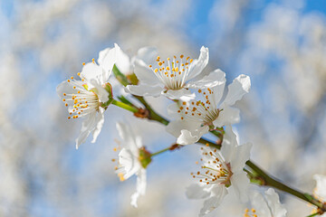 Close-up cherry blossom branch in bloom, soft pink petals, small dark stamens, blurred background, late afternoonearly evening lighting, shallow depth of field, intimate perspective, delicate detail