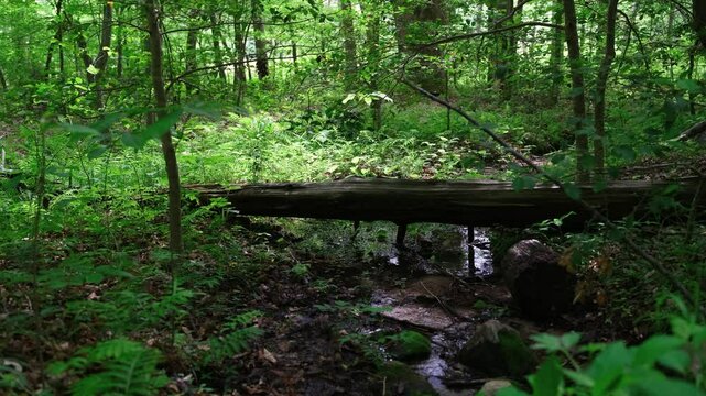 Pocahontas State Park