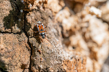 Close-up of a black and orange ant moving diagonally across a textured rock with crevices, under natural light.