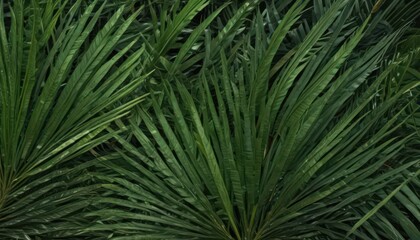Obraz premium Intricate emerald palm frond texture, lush tropical detail , exotic, tropical foliage, palm leaf