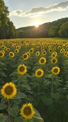 Obraz premium Sunflowers Sunset Field Landscape Vertical Wallpaper Smartphone
