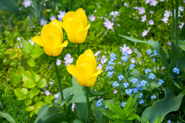 Yellow Tulips Among a Carpet of Blue Forget-me-nots