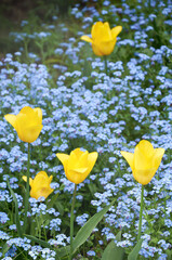 Yellow Tulips and Blue Forget-me-nots in a Spring Garden