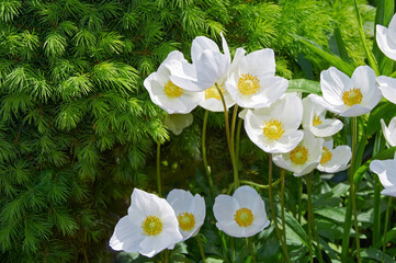 White Anemone Flowers in a Garden