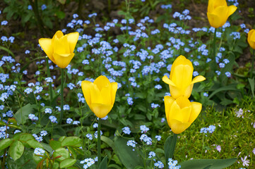 Yellow Tulips Among a Carpet of Blue Forget-me-nots