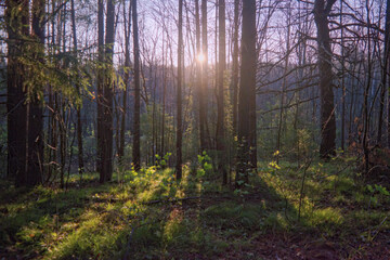 Sunbeams Pour Through Trees In Summer Spring Forest At Sunset, Sunrise.