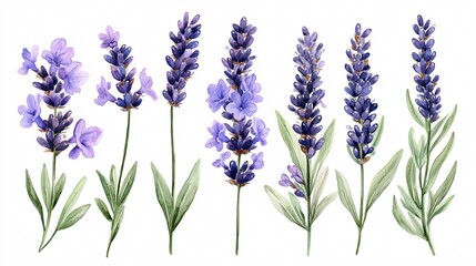 Naklejka premium Elegant Lavender Flowers Bouquet Set, Botanical Floral Arrangement