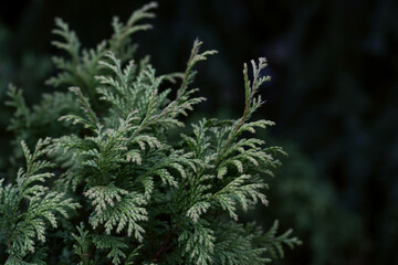 Green foliage displays intricate patterns in a close-up view during daytime in a serene outdoor setting.