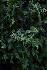 Close view of lush green foliage in a serene outdoor setting during early morning hours.