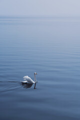 Graceful swan gliding across calm water at dawn in serene landscape.