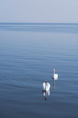 Swans glide peacefully on calm waters under a clear sky in a serene natural setting at dawn.