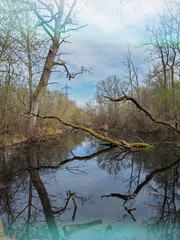 View of still wetland waters reflecting bare trees and branches in the Reserve Naturelle de IIe-du-Rohrschollen near Strasbourg under a calm spring sky
