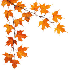 Autumn maple branch with vibrant orange leaves against a clean transparent background, autumn maple branch leaves corner edge transparent background