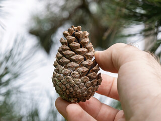 Close-up of a person gently holding a natural pine cone with fingers against a blurred outdoor background of pine needles and branches conveying nature