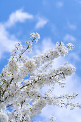 White cherry blossoms bloom against a clear blue sky during springtime in a serene park setting.
