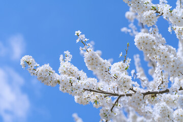 Cherry blossoms bloom under clear blue sky during springtime bringing beauty and joy to the landscape in a serene setting.