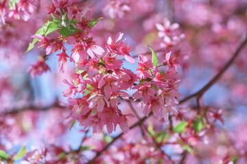 Beautiful cherry blossom branches bloom under blue sky during spring in a vibrant garden.