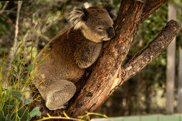 koala in tree