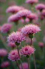 Fototapeta premium Close-up of blooming wild carrot flowers Daucus carota. Dark pink, purple tones in meadow or garden with green bokeh background. Unusual floral, nature botanical scene. Summer, spring seasons.
