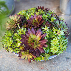 A close-up showcases a vibrant arrangement of Hen and Chicks succulents in a shallow metal dish at...