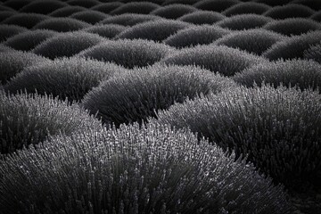 Rows of lush lavender plants create a textured, monochrome landscape.