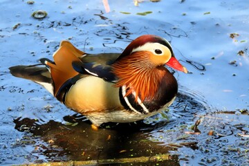 Mandarin duck at Richmond Park