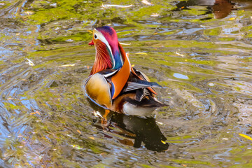 Mandarin duck at Richmond Park