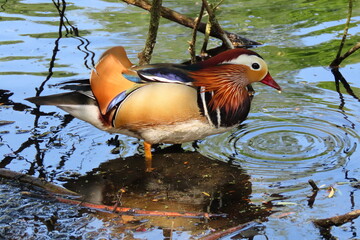 Mandarin duck at Richmond Park