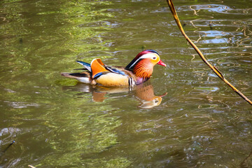 Mandarin duck at Richmond Park