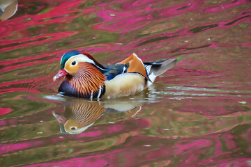 Mandarin duck at Richmond Park