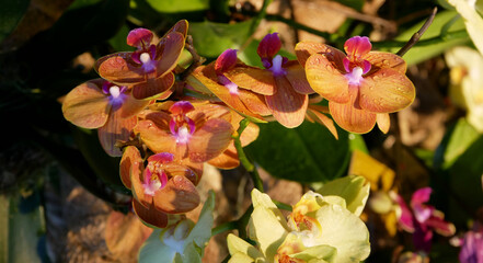 Blooming Phalaenopsis collector's orchids displayed in a botanical garden. The vibrant flowers — in shades of orange — create an elegant and exotic floral composition.