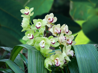 Blooming Phalaenopsis collector's orchids displayed in a botanical garden. The vibrant flowers  in shades of green create an elegant and exotic floral composition.