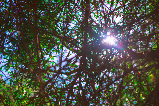 Dense canopy of green leaves with sunlight streaming through, creating a bright glare in center. Scene is set against sky, with sunlight filtering through branches, casting natural, ethereal glow