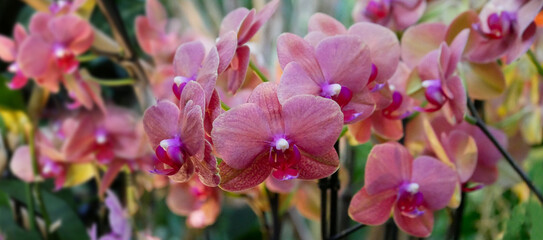 Blooming Phalaenopsis collector's orchids displayed in a botanical garden. The vibrant flowers in shades of pink  create an elegant and exotic floral composition.