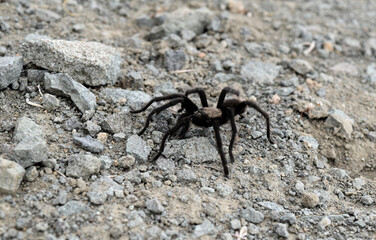 A male Desert Tarantula (Aphonopelma iodius) makes its way across the rocky ground in the high desert of Nevada.
