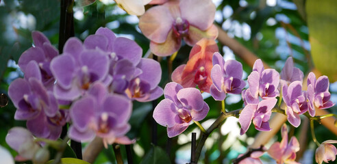Blooming Phalaenopsis collector's orchids displayed in a botanical garden. The vibrant flowers — in shades of pink, and purple — create an elegant and exotic floral composition.