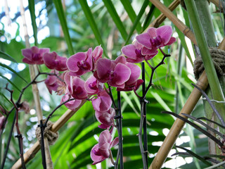 Blooming Phalaenopsis collector's orchids displayed in a botanical garden. The vibrant flowers  in shades of pink, create an elegant and exotic floral composition.