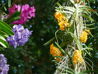Various blooming Phalaenopsis collector's orchids displayed in a botanical garden. The vibrant flowers — in shades of orange, pink, and purple — create an elegant and exotic floral composition.