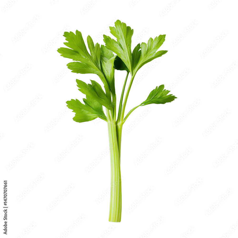 Poster fresh celery on a transparent background highlighting its vibrant green color and crisp texture suit