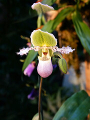 Beautiful collector's orchid "Paphlopedilum, Pinocchio". The vibrant flowers — in shades of pink, and green — create an elegant and exotic floral composition.