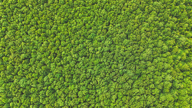 tree background green spring nobody nature landscape