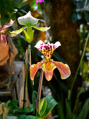 Beautiful collector's orchid "Paphlopedilum, Pinocchio". The vibrant flowers — in shades of  orange and green — create an elegant and exotic floral composition.