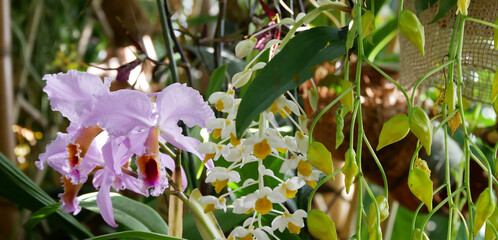 Various blooming Phalaenopsis collector's orchids displayed in a botanical garden. The vibrant flowers in various shades create an elegant and exotic floral composition.