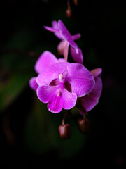 Naklejka premium Vibrant pink orchid blooms in soft light against a dark background showcasing nature's delicate beauty
